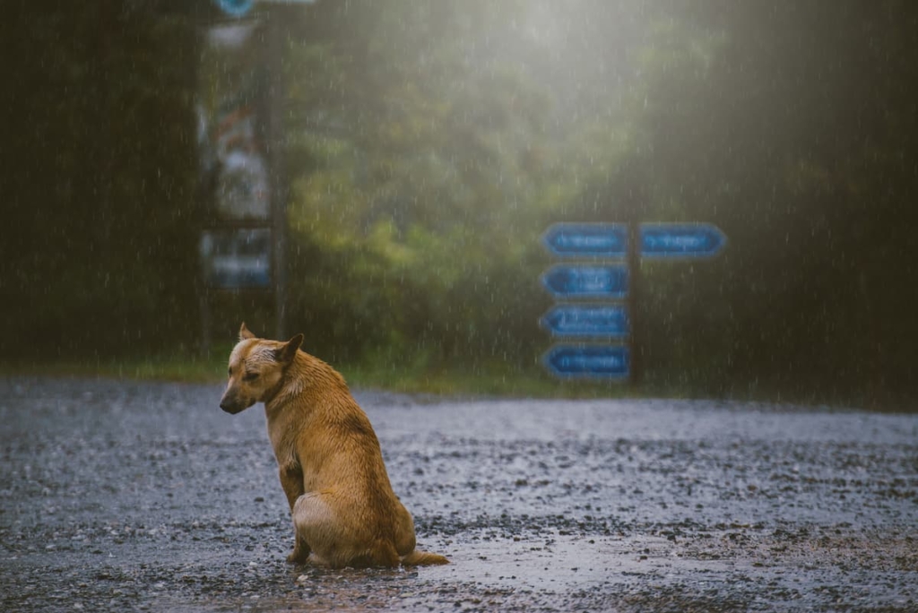 雨の中、寂しそうに振り向く犬