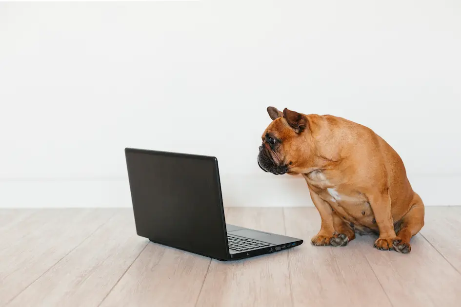 パソコンを覗いている犬
